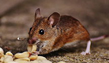 24 Hour & Emergency Exterminators in Palmersprings, VA